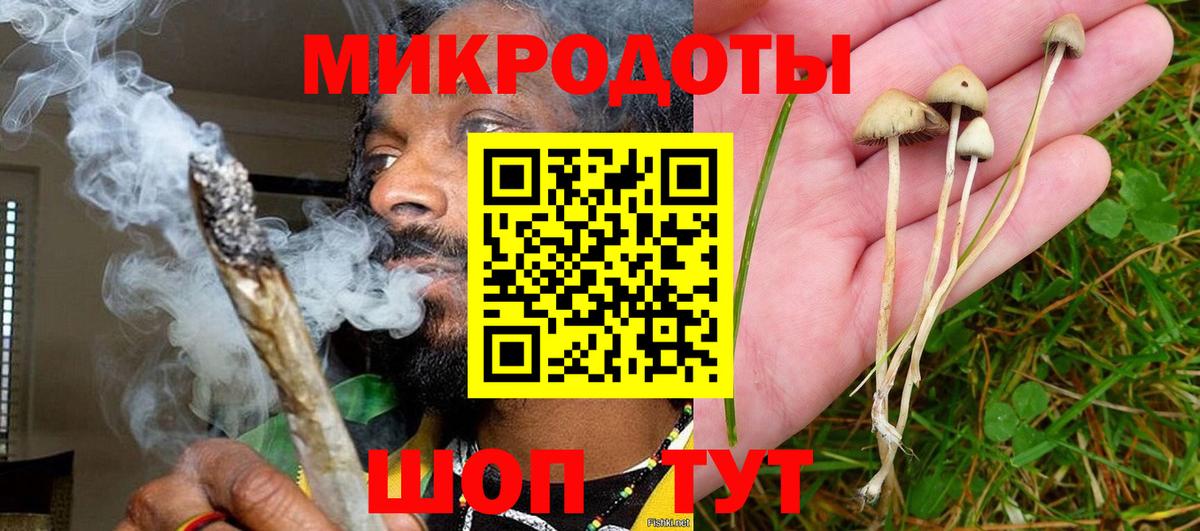 Галлюциногенные грибы Psilocybine cubensis Майкоп